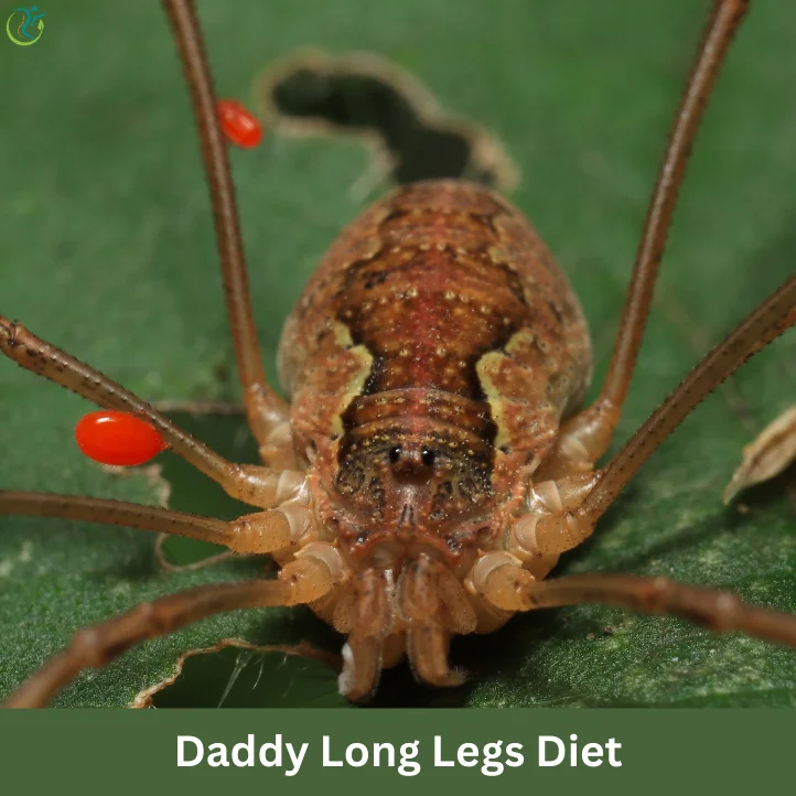 Daddy Long Legs Diet