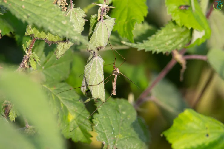 How Do Daddy Long Legs Feed?